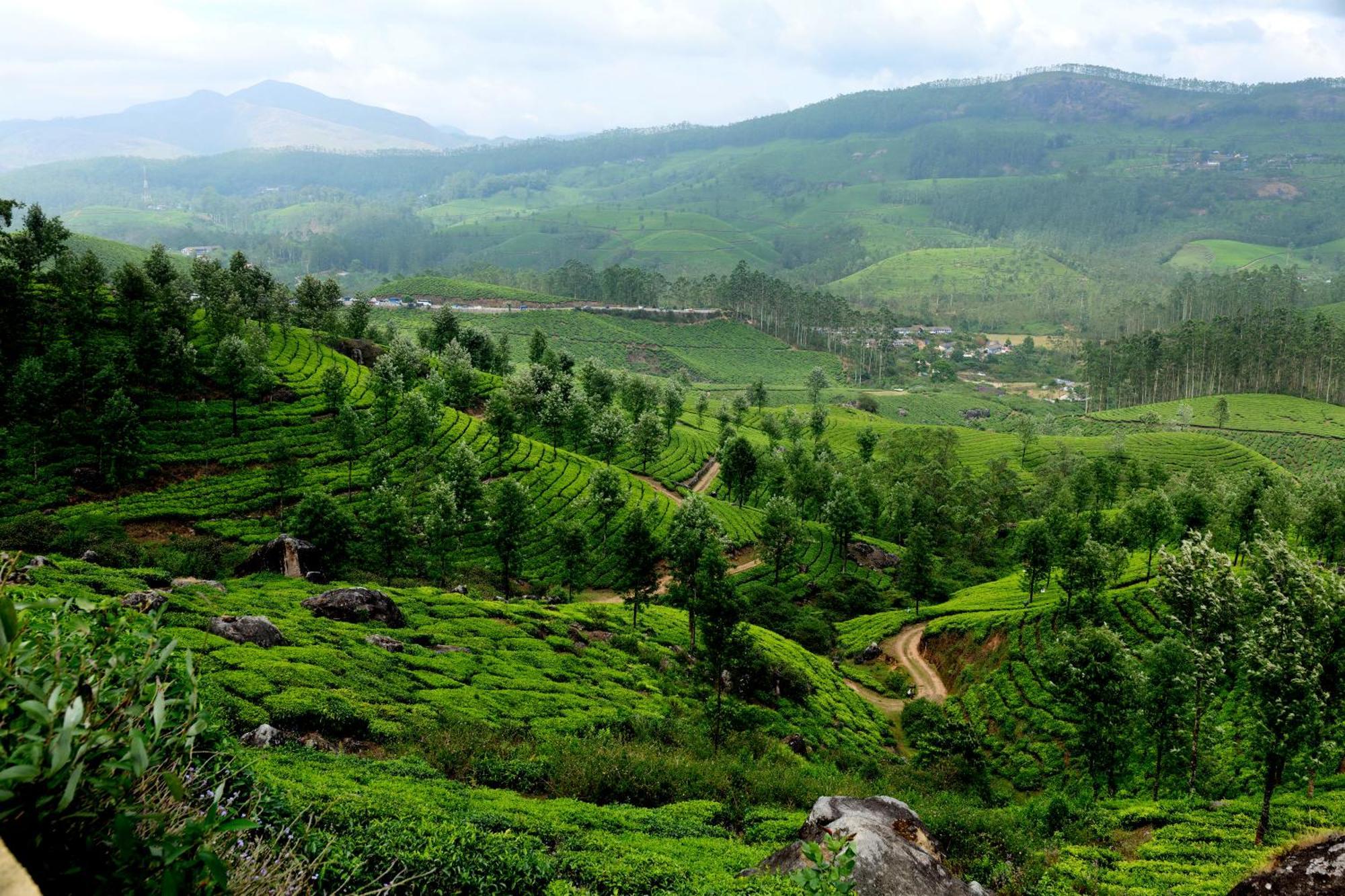 Mountain Club Resort Munnar Chinnakanal Eksteriør billede